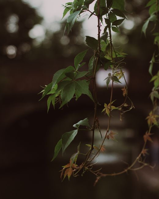 Close-up view of a hanging ivy plant with green, lobed leaves and thin, winding stems, set against a softly blurred background with natural light filtering through. The plant displays fresh, healthy f